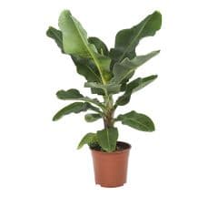 Musa plant