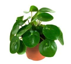Peperomioides - Pannenkoekenplant