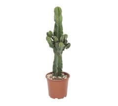 Euphorbia cactus