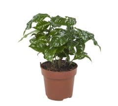 Coffea Arabica Koffieplant