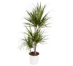 Dracaena Marginata plant