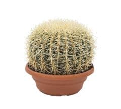 Echinocactus (40 cm)