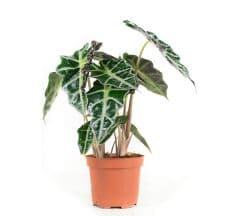 Alocasia Polly plant