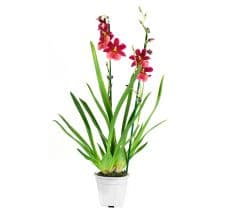 Cambria Nelly Isler Orchidee
